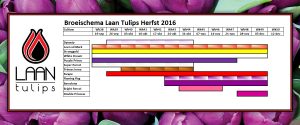 Laan Tulips Broeischema herfst 2016