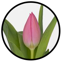 Tulipa Christmas Dream