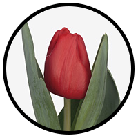 Tulipa Escape