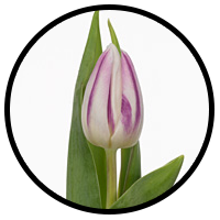 Tulipa Flaming Flag