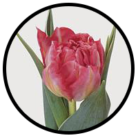 Tulipa Flashpoint