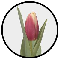 Tulipa Leen van der MArk
