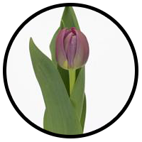 Tulipa Margarita