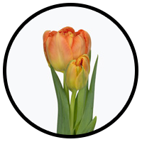 Tulipa Monte Orange