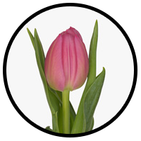 Tulipa Queen of Marvel