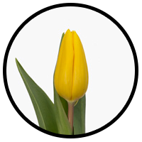 Tulipa Strong Gold