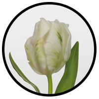 Tulipa Super Parrot