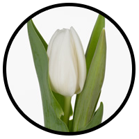 Tulipa White Dream