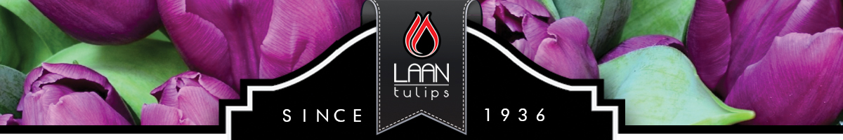 Laan Tulips