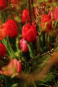 Red Model® Laan Tulips