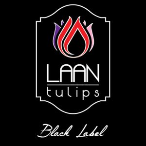 Black Label Tulpen