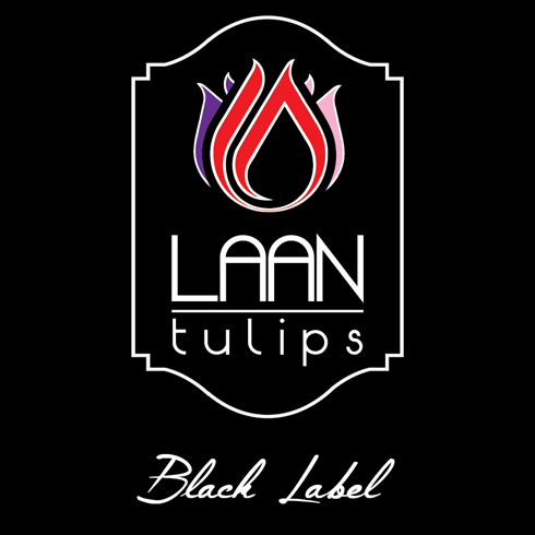 Black Label Tulpen