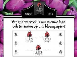 New wrapping paper Laan Tulips bloempapier