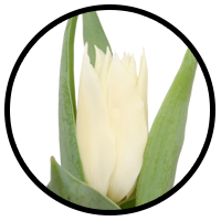 Tulipa Tres Chic