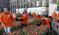 tulpendag-620x350 tulpendag-620x350