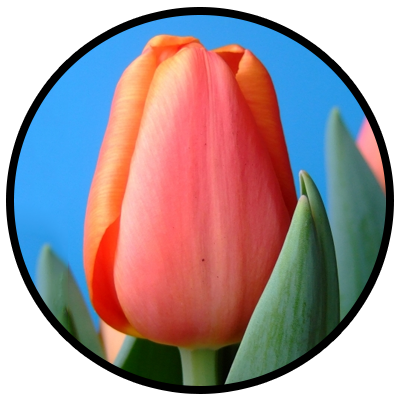 Tulipa Time Out